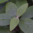 Viburnum rhytidophylloides 'Willowwood': Bild 2/5