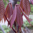 Aesculus parviflora: Bild 4/8