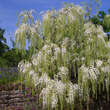Wisteria floribunda 'Shiro-noda': Bild 5/8