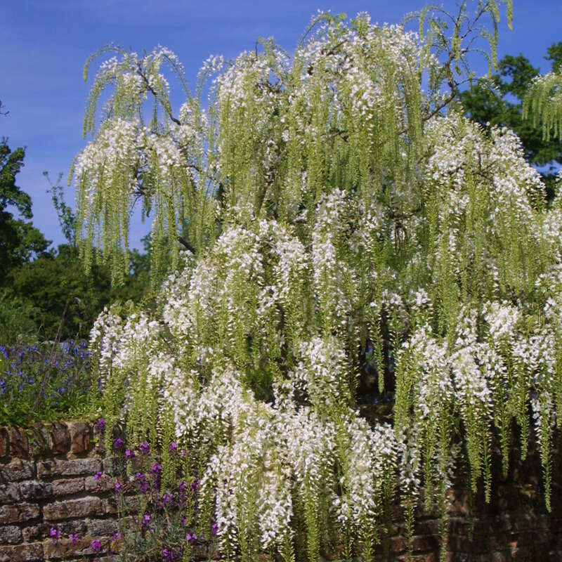 Blauregen - Wisteria floribunda 'Shiro-noda' ('Longissima Alba') - wei