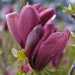 Magnolia liliiflora 'Nigra': Bild 1/5
