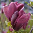 Rote Lilienmagnolie - Magnolia liliiflora 'Nigra'