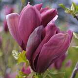 Magnolia liliiflora 'Nigra' - Rote Lilienmagnolie