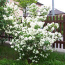 Philadelphus coronarius Philadelphus coronarius
