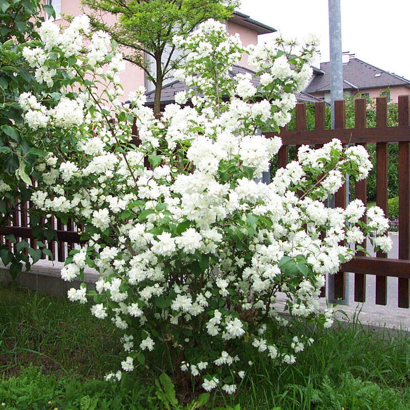 Pfeifenstrauch, Falscher Jasmin Philadelphus 'Schneesturm' weiß