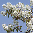 Bio obstbäume kaufen