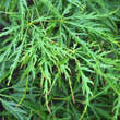 Acer palmatum 'Filigree': Bild 1/7