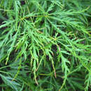 Schlitzbättriger Ahorn - Acer palmatum 'Filigree'