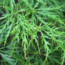 Acer palmatum 'Filigree' - Schlitzbättriger Ahorn