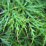 Schlitzbättriger Ahorn - Acer palmatum 'Filigree'