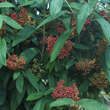 Viburnum rhytidophyllum: Bild 3/5