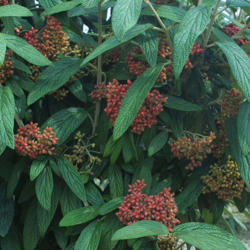 Immergrüner Schneeball Viburnum rhytidophyllum weiß