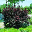 Prunus cistena: Bild 2/2