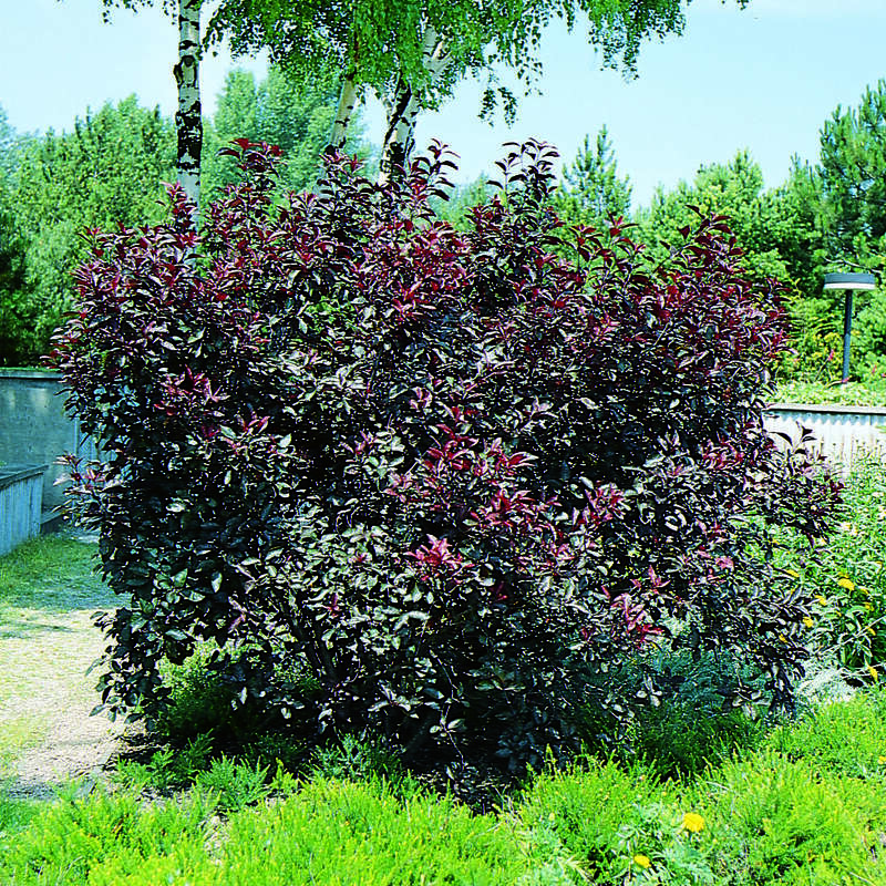 StrauchBlutpflaume Prunus cistena rosa