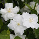 Pfeifenstrauch, Falscher Jasmin - Philadelphus &lsquo;Bouquet Blanc&rsquo; - weiß