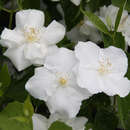 Philadelphus 'Natchez' - Pfeifenstrauch, Falscher Jasmin