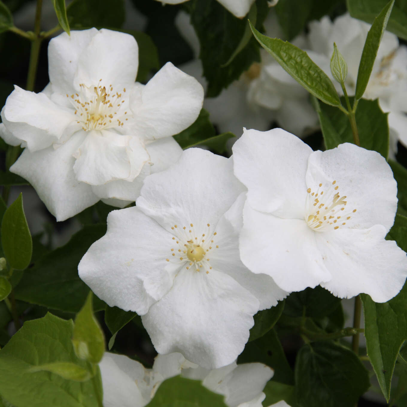 Pfeifenstrauch, Falscher Jasmin Philadelphus 'Natchez' weiß