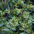 Euonymus alatus: Bild 2/7