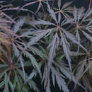 Acer palmatum 'Crimson Queen' - Japanischer Schlitzahorn