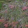 Acer palmatum 'Lion Heart'    H150+: Bild 1/1