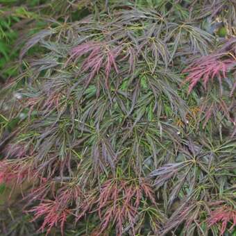 Acer palmatum 'Lion Heart'    H150+