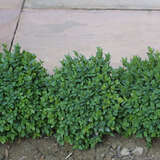 Buxus sempervirens 'Blauer Heinz' - Zwergbuchs