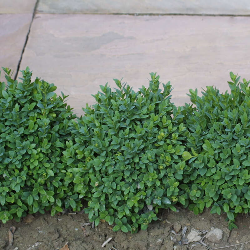 Zwergbuchs Buxus Sempervirens Blauer Heinz