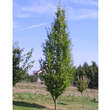 Carpinus betulus 'Frans Fontaine': Bild 1/4