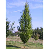 Carpinus betulus 'Frans Fontaine' - Säulen-Hainbuche