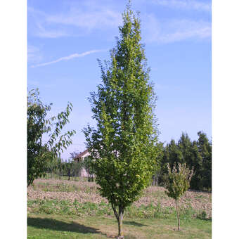 Carpinus betulus 'Frans Fontaine'