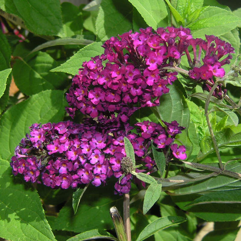Sommerflieder - Buddleja davidii &lsquo;Royal Red&rsquo; - rot