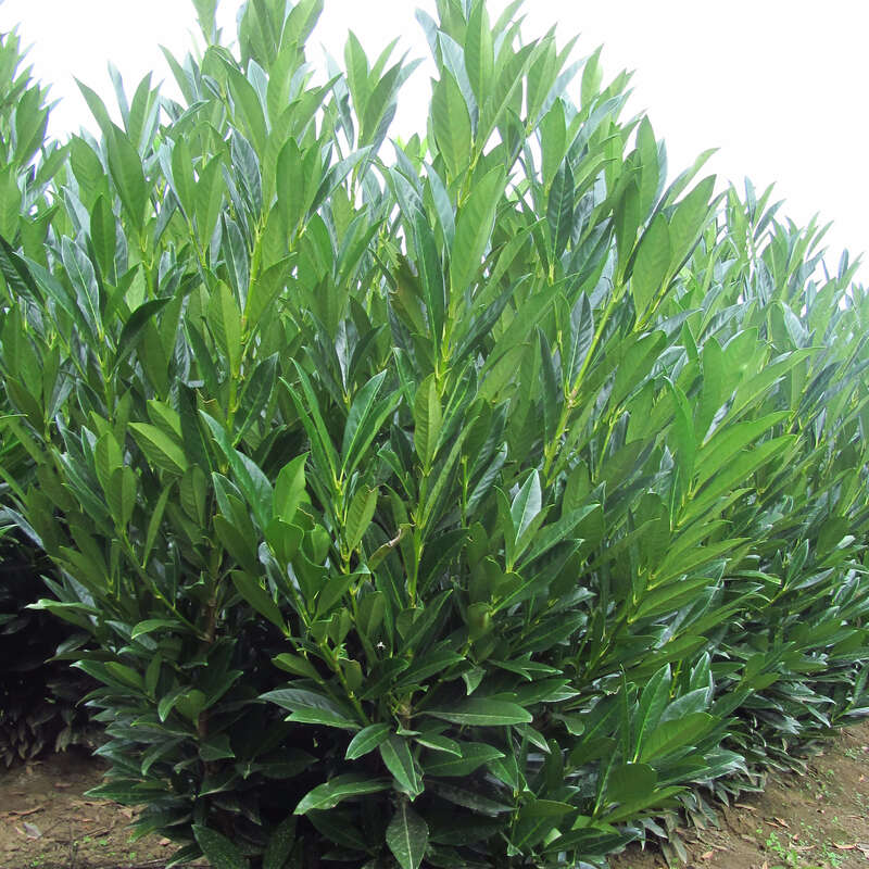 Kirschlorbeer - Prunus laurocerasus 'Renault Ace'