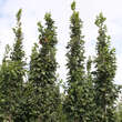 Carpinus betulus 'Lucas': Bild 1/5