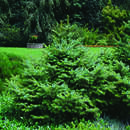 Picea omorika 'Nana' - Zwerg-Serbenfichte