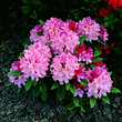 Rhododendron Yakusimanum Hybr. - rosa: Bild 4/4