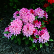 Rhododendron Yakusimanum Hybr. - rosa: Bild 5/5