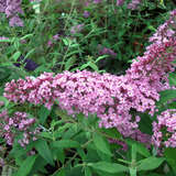 Buddleja davidii 'Pink Delight' - Sommerflieder