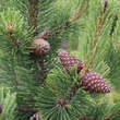 Pinus mugo mughus: Bild 2/5