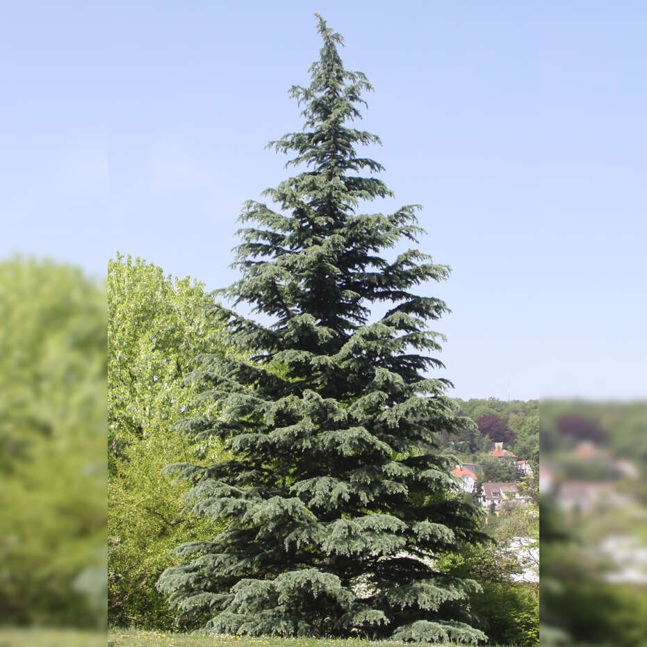Deodar Cedrus Karl Fuchs