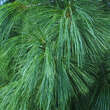 Pinus wallichiana: Bild 2/5