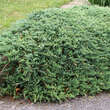 Juniperus horiz. 'Wiltonii': Bild 2/2