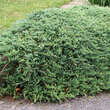 Juniperus horiz. 'Wiltonii': Bild 2/3
