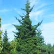 Juniperus virginiana 'Canaertii': Bild 4/5