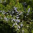 Juniperus virginiana 'Canaertii': Bild 3/5