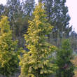Metasequoia glyptostroboides 'Goldrush': Bild 3/5