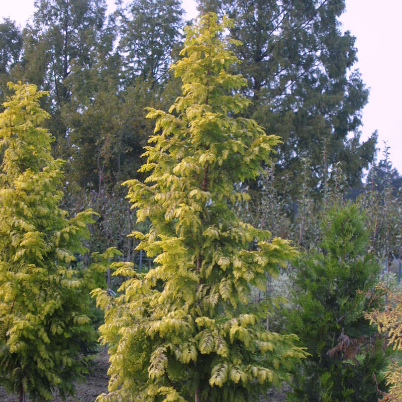 Gelber Urweltmammutbaum Metasequoia glyptostroboides