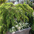 Cedrus deodara 'Golden Horizon': Bild 4/4
