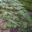 Juniperus communis 'Repanda': Bild 3/4