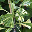 Ginkgo biloba 'Variegata': Bild 2/2