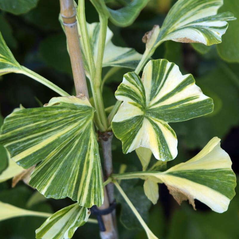Weibunter Ginkgo - Ginkgo biloba 'Variegata' - buntlaubig